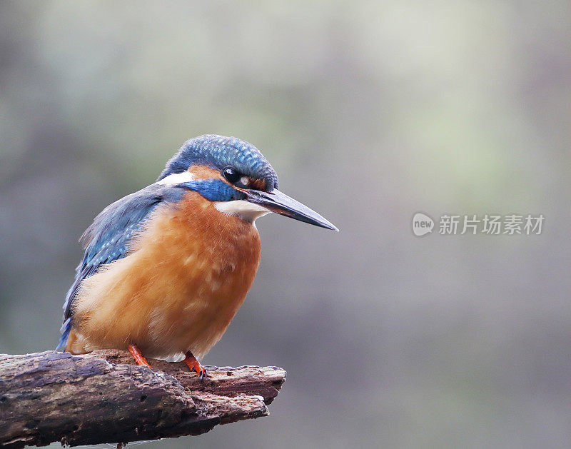 翠鸟(Alcedo atthis)